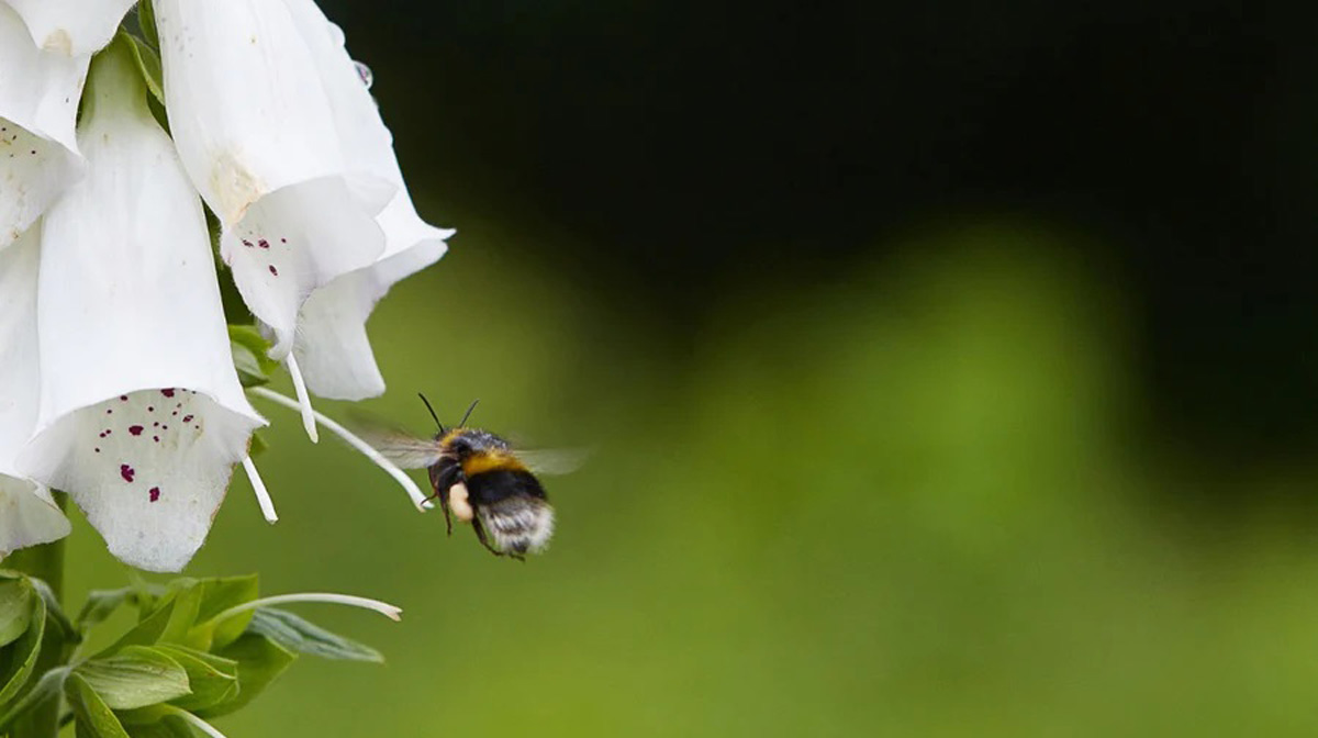 Protecting bees this Black Friday: our donation to the Nature Friendly Farming Network